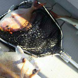 タイラバ遊漁船 ワンピース 釣果