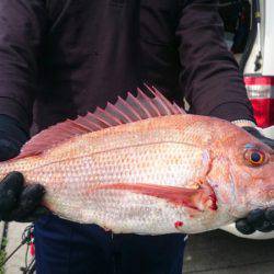 だて丸 釣果