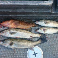 FISHING RISKY 釣果