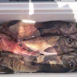 海龍丸（石川） 釣果