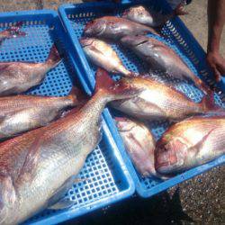 第三共栄丸 釣果