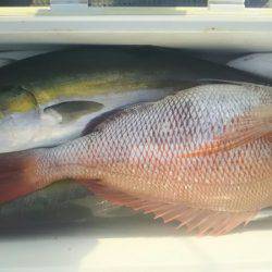 サンマリン 釣果