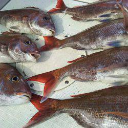 タイラバ遊漁船 ワンピース 釣果