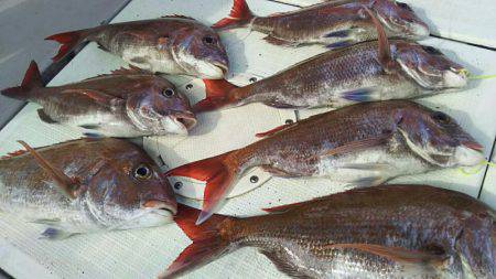 タイラバ遊漁船 ワンピース 釣果