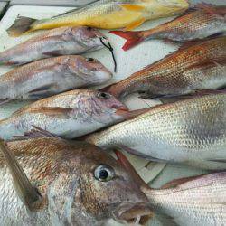 タイラバ遊漁船 ワンピース 釣果