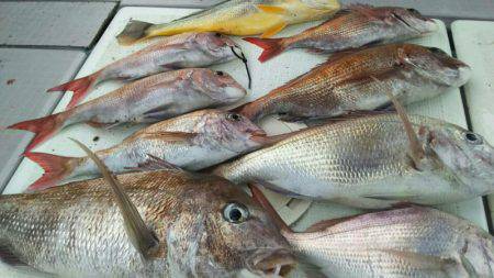 タイラバ遊漁船 ワンピース 釣果