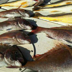 タイラバ遊漁船 ワンピース 釣果