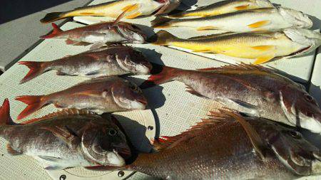 タイラバ遊漁船 ワンピース 釣果