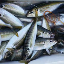 金沢八景鴨下丸 釣果