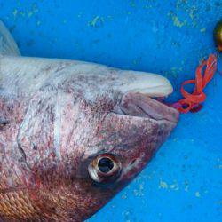 だて丸 釣果