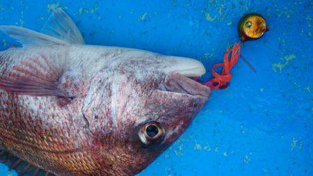 だて丸 釣果