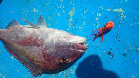 だて丸 釣果