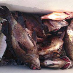 海龍丸（石川） 釣果