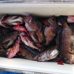 海龍丸（石川） 釣果