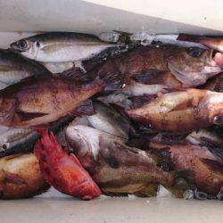 海龍丸（石川） 釣果