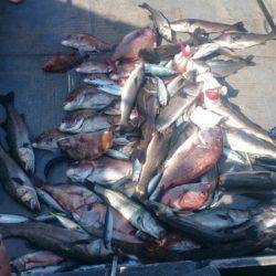 FISHING RISKY 釣果