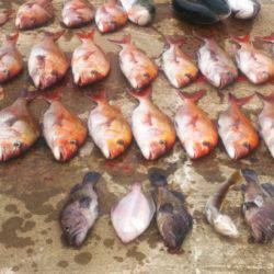 ブルドック 釣果