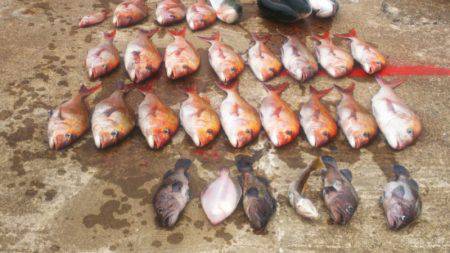 ブルドック 釣果