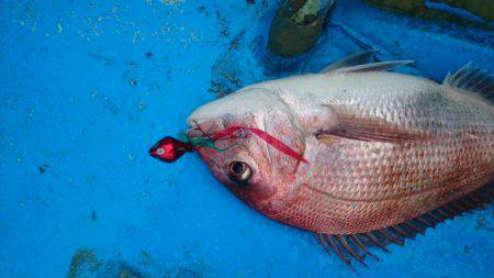 だて丸 釣果