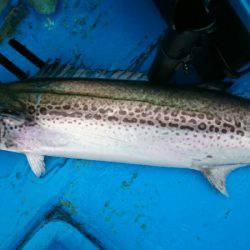 だて丸 釣果