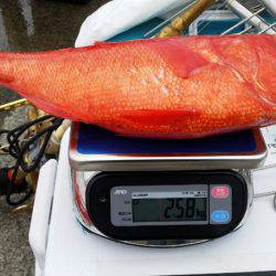 金沢八景鴨下丸 釣果