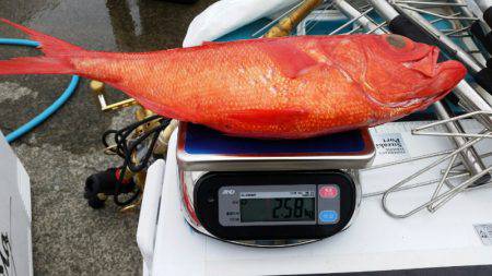 金沢八景鴨下丸 釣果