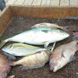 海の釣堀 海恵 釣果