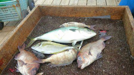 海の釣堀 海恵 釣果