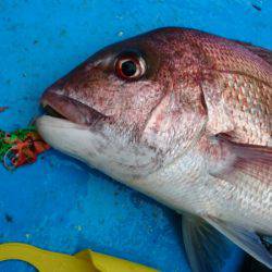 だて丸 釣果