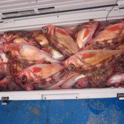 海龍丸（石川） 釣果