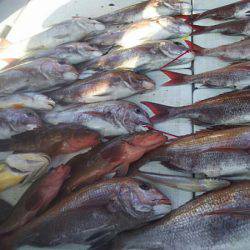 タイラバ遊漁船 ワンピース 釣果