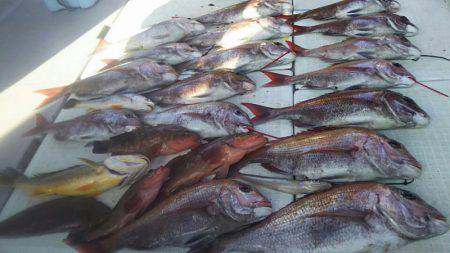 タイラバ遊漁船 ワンピース 釣果