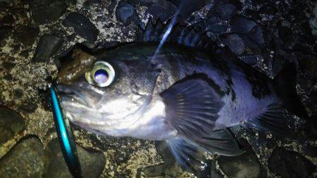 サンマリン 釣果