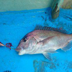 だて丸 釣果