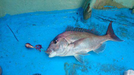 だて丸 釣果