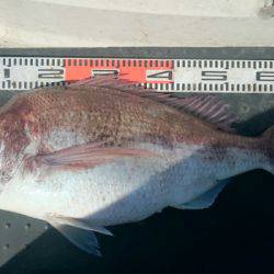 ARCADIAⅡ （アルカディアⅡ） 釣果