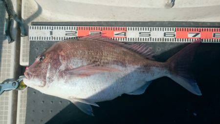 ARCADIAⅡ （アルカディアⅡ） 釣果