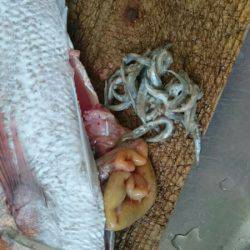 サンマリン 釣果