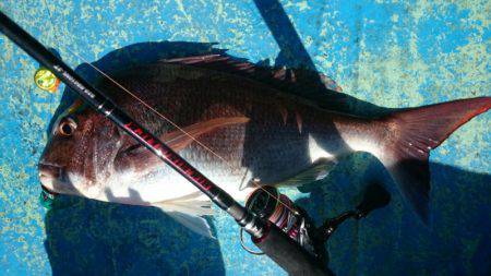 だて丸 釣果