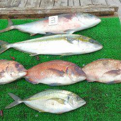 海の釣堀 海恵 釣果