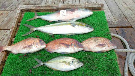 海の釣堀 海恵 釣果