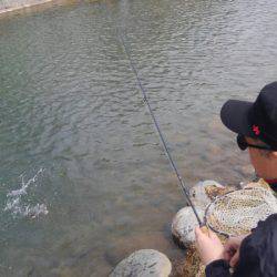 つりぼりあかし 釣果