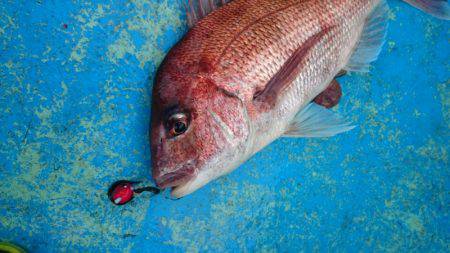 だて丸 釣果