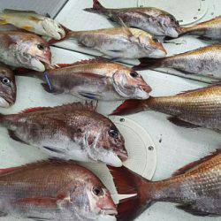 タイラバ遊漁船 ワンピース 釣果