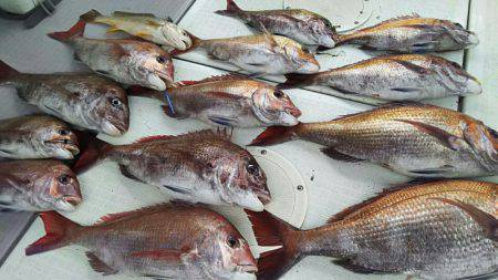 タイラバ遊漁船 ワンピース 釣果