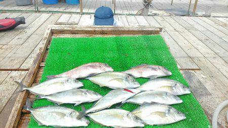 海の釣堀 海恵 釣果