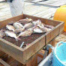海の釣堀 海恵 釣果