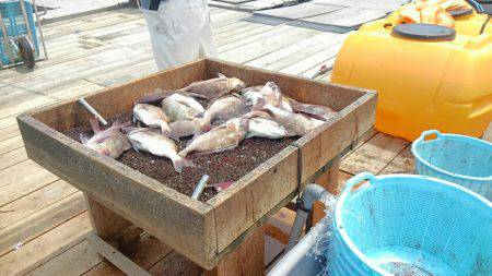 海の釣堀 海恵 釣果