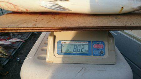 ARCADIAⅡ (アルカディアⅡ) 釣果