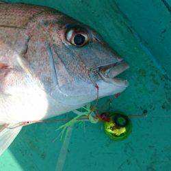 和栄丸 釣果